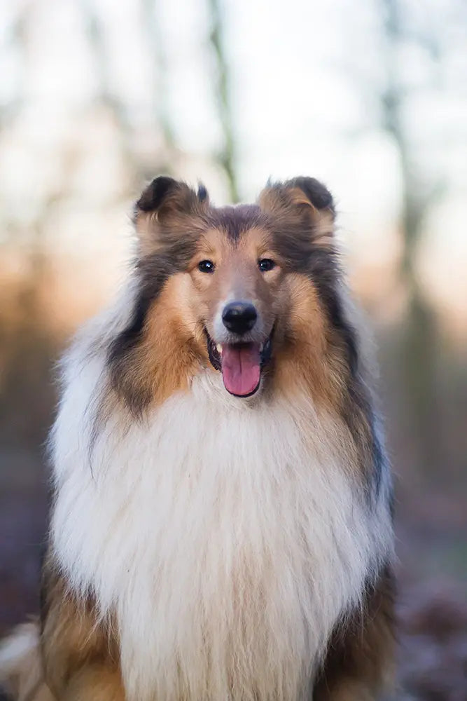 Full Groom Long Haired Breeds