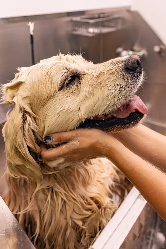 Dog bath at Dog Grooming Evesham