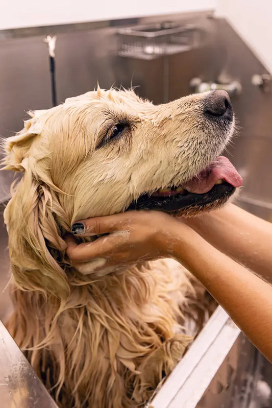 Dog bath at Dog Grooming Evesham