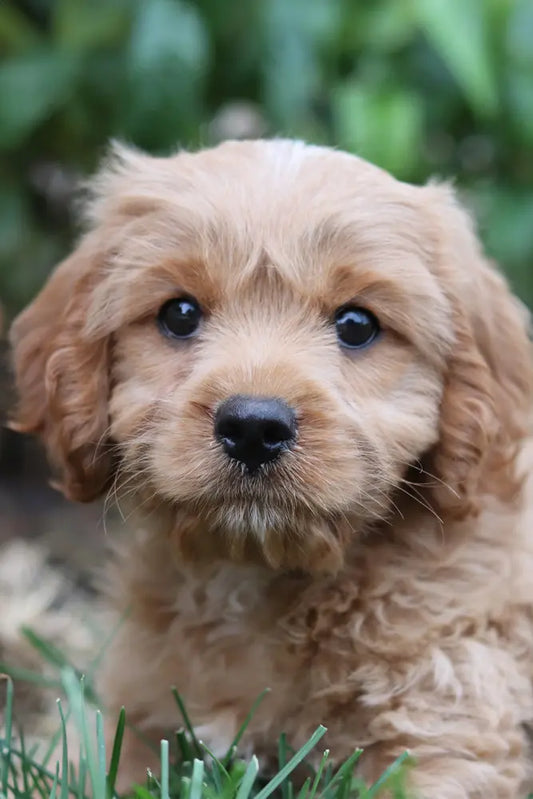 Puppy baths, Dog Grooming Evesham