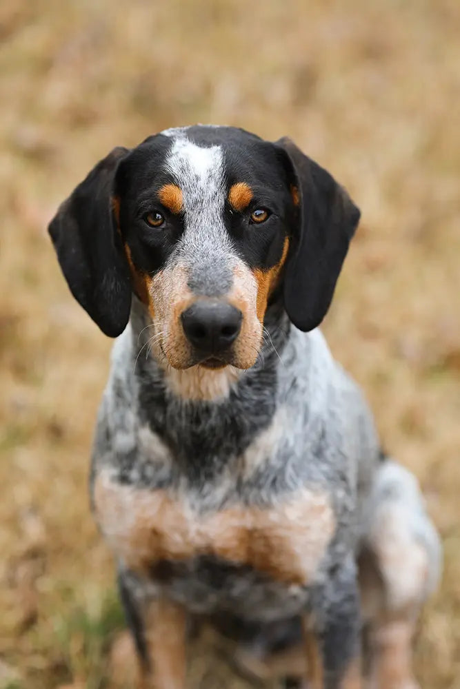 Full Groom Short Haired Breeds Emily Gillard Dog Grooming